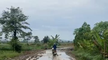 Dua Jalan, Sama-Sama Rusak: Dilema Warga dan Pekerja PT. STJ di Desa Kubangsari Brebes