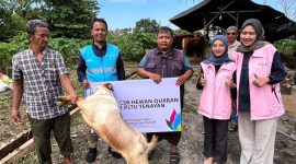 Karyawati Srikandi dan karyawan PLN NP UP Tenayan melaksanakan pemberian hewan qurban kepada warga sekitar Unit Pembangkitan Tenayan. Tak sekadar rutinitas tahunan, kegiatan qurban ini menjadi wujud nyata ibadah, rasa syukur, sekaligus jembatan untuk mempererat hubungan antara karyawan/ti perusahaan, masyarakat, dan para pemangku kepentingan.