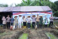 Forkopomda Brebes melaksanakan Penanaman jagung serentak di lahan sawah Wangdalem, Brebes, Sabtu (7/3). Foto: ist