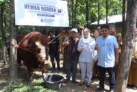 Bupati Paramitha Widya Kusuma menyerahkan sapi limosin bernama Rambo berbobot 1,2 ton, hewan kurban Presiden Prabowo, kepada warga Desa Buara, Kecamatan Ketanggungan. Foto: Ist