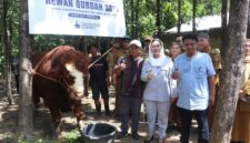 Bupati Paramitha Widya Kusuma menyerahkan sapi limosin bernama Rambo berbobot 1,2 ton, hewan kurban Presiden Prabowo, kepada warga Desa Buara, Kecamatan Ketanggungan. Foto: Ist