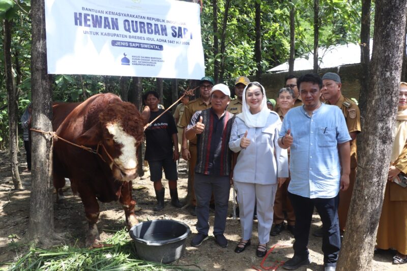 Bupati Paramitha Widya Kusuma menyerahkan sapi limosin bernama Rambo berbobot 1,2 ton, hewan kurban Presiden Prabowo, kepada warga Desa Buara, Kecamatan Ketanggungan. Foto: Ist