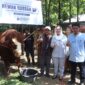 Bupati Paramitha Widya Kusuma menyerahkan sapi limosin bernama Rambo berbobot 1,2 ton, hewan kurban Presiden Prabowo, kepada warga Desa Buara, Kecamatan Ketanggungan. Foto: Ist