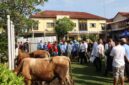 Hari raya Idul Adha Polres Brebes kurban Tujuh ekor sapi kurban bertempat di halaman Polres Brebes. Foto: ist