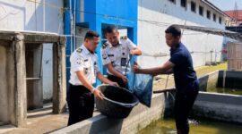 Petugas Lapas Brebes bersama warga binaan sedang memanen lele hasil budidaya warga binaan. Foto: ist

 

 