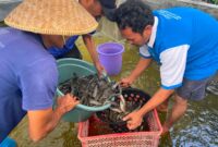 Warga Binaan Lapas Brebes panen lele program kemandirian. Foto: ist