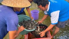 Warga Binaan Lapas Brebes panen lele program kemandirian. Foto: ist
