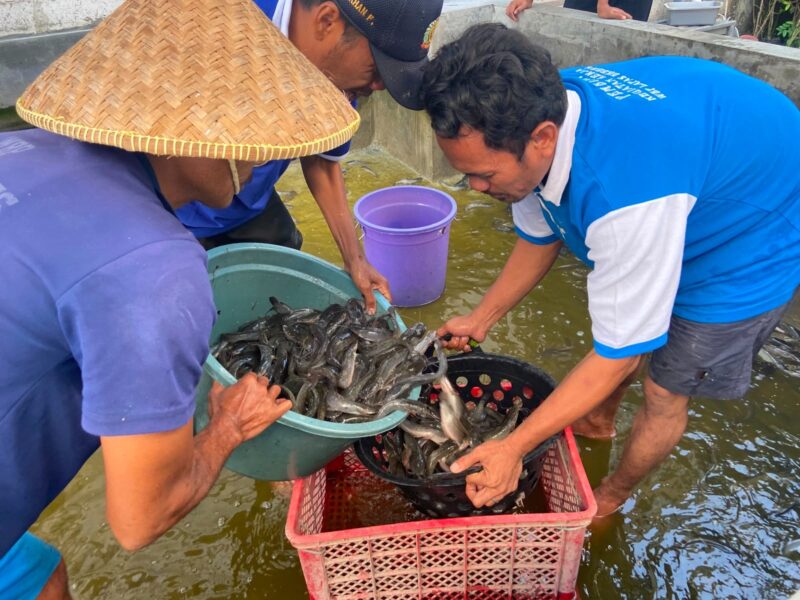 Warga Binaan Lapas Brebes panen lele program kemandirian. Foto: ist