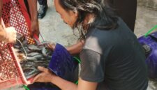 Sebanyak 220 Kg hasil Budidaya ikan lele warga binaan Lapas Brebes berhasil dipanen. Foto: ist.