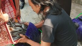 Sebanyak 220 Kg hasil Budidaya ikan lele warga binaan Lapas Brebes berhasil dipanen. Foto: ist.