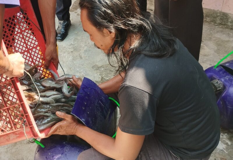 Sebanyak 220 Kg hasil Budidaya ikan lele warga binaan Lapas Brebes berhasil dipanen. Foto: ist.