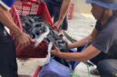 Panen Ikan lele program keterampilan warga binaan Lapas Brebes. Foto: istimewa/lensabumi