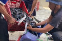 Panen Ikan lele program keterampilan warga binaan Lapas Brebes. Foto: istimewa/lensabumi