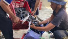 Panen Ikan lele program keterampilan warga binaan Lapas Brebes. Foto: istimewa/lensabumi