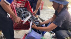 Panen Ikan lele program keterampilan warga binaan Lapas Brebes. Foto: istimewa/lensabumi