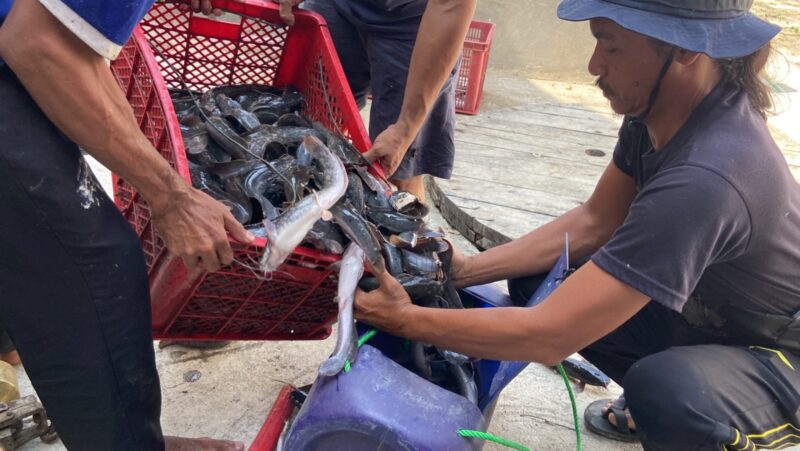 Panen Ikan lele program keterampilan warga binaan Lapas Brebes. Foto: istimewa/lensabumi